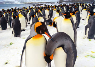 Salisbury Plain King Penguins 75