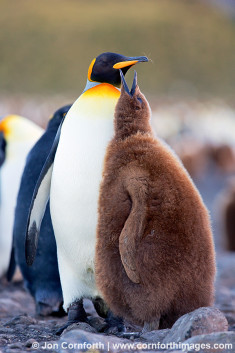 Salisbury Plain King Penguins 79