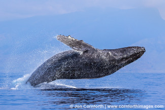Humpback Whale Breach 225