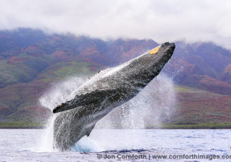 Humpback Whale Breach 232