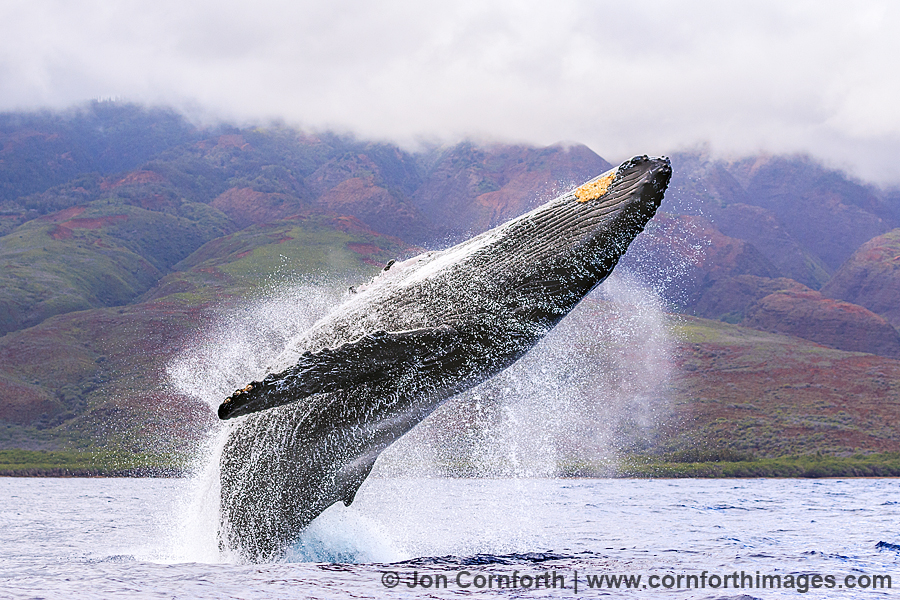 Humpback Whale Breach 232
