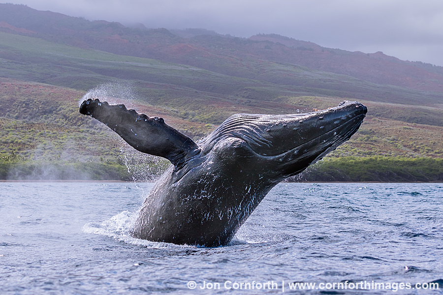 Humpback Whale Breach 236