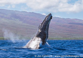Humpback Whale Breach 246