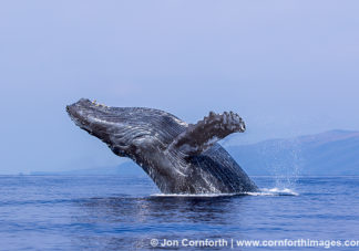Humpback Whale Breach 219