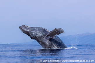 Humpback Whale Breach 219