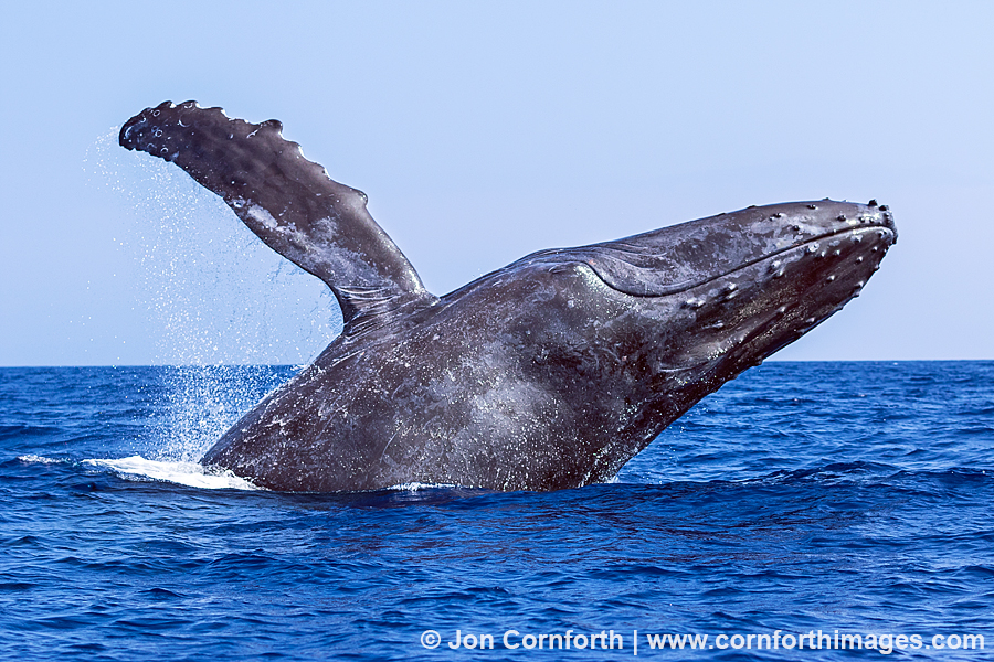 Humpback Whale Breach 220