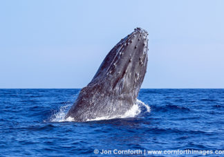 Humpback Whale Breach 221