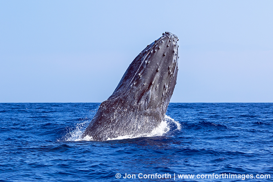 Humpback Whale Breach 221