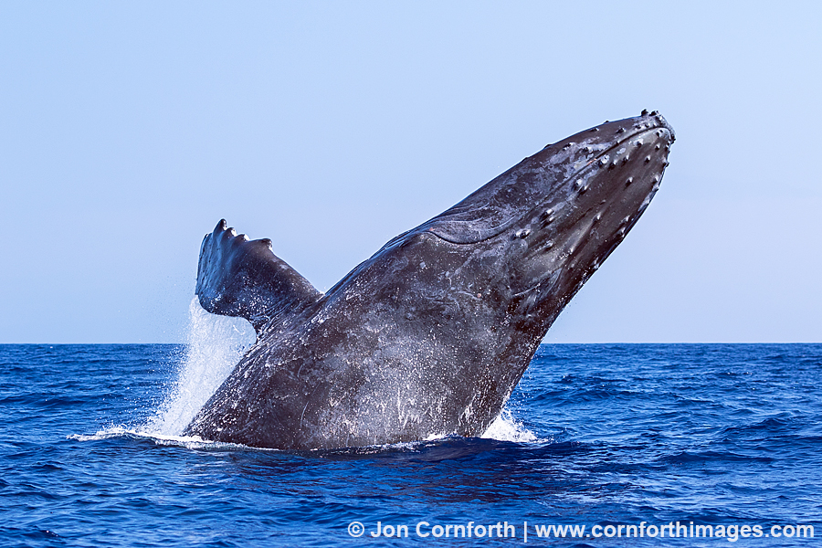 Humpback Whale Breach 222