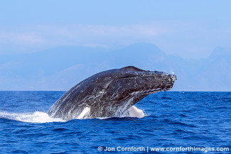 Humpback Whale Breach 223