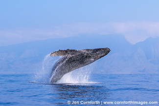 Humpback Whale Breach 224