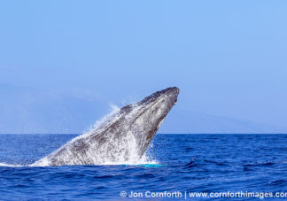 Humpback Whale Breach 226