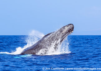 Humpback Whale Breach 227