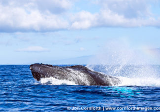 Humpback Whale Breach 228
