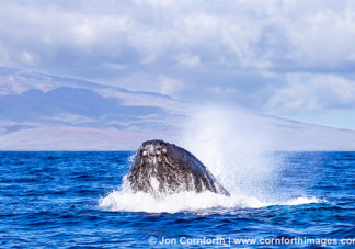 Humpback Whale Breach 229