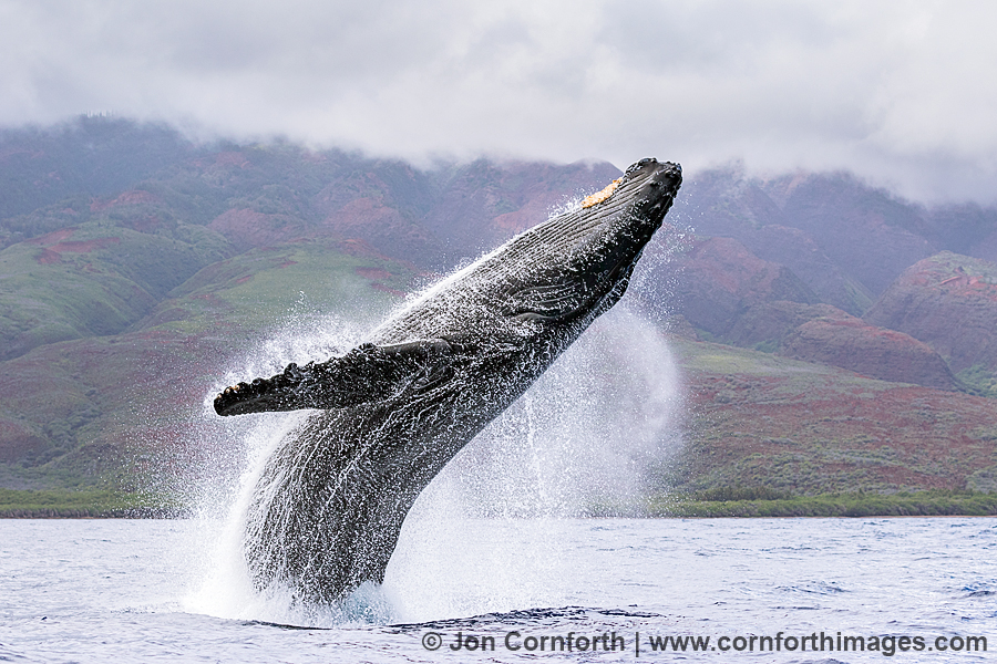 Humpback Whale Breach 230