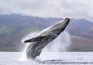 Humpback Whale Breach 231