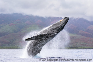 Humpback Whale Breach 231