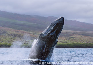Humpback Whale Breach 234