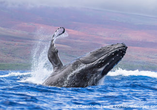 Humpback Whale Breach 238