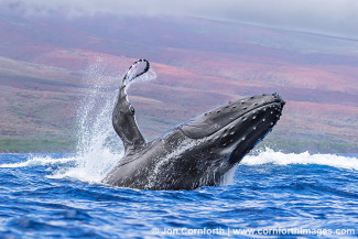 Humpback Whale Breach 238