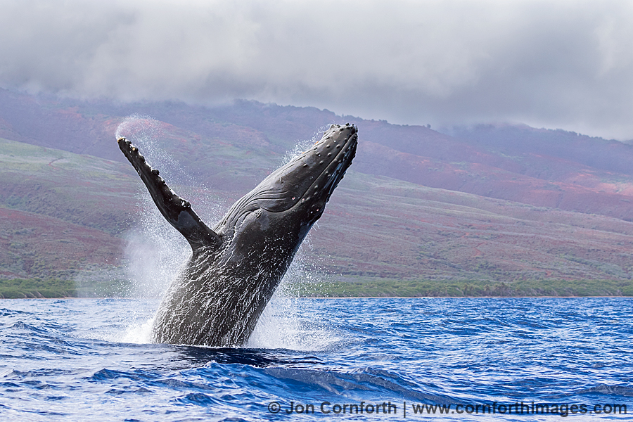 Humpback Whale Breach 239