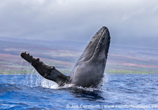 Humpback Whale Breach 240