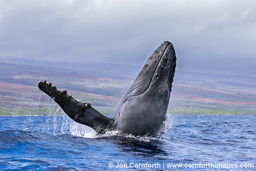 Humpback Whale Breach 240
