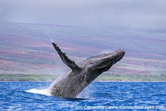 Humpback Whale Breach 243