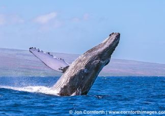 Humpback Whale Breach 245