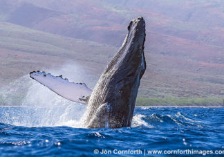 Humpback Whale Breach 247