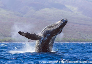 Humpback Whale Breach 248