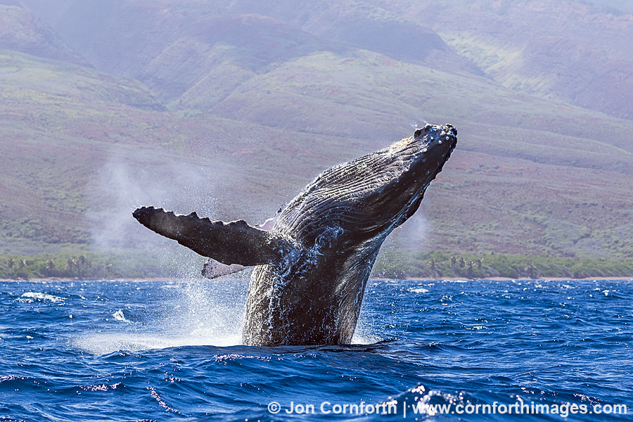 Humpback Whale Breach 248