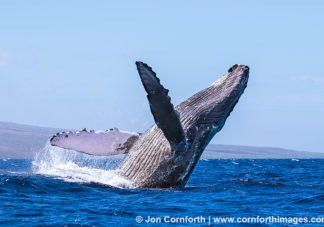 Humpback Whale Breach 250