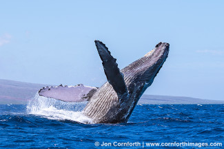 Humpback Whale Breach 250