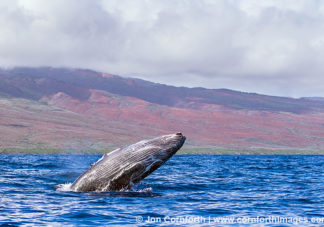 Humpback Whale Breach 251