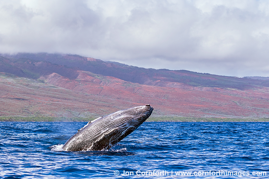 Humpback Whale Breach 251
