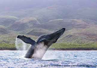 Humpback Whale Breach 252