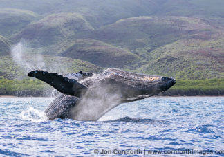 Humpback Whale Breach 253