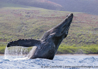 Humpback Whale Breach 254