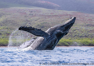Humpback Whale Breach 256