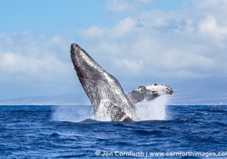 Humpback Whale Breach 257