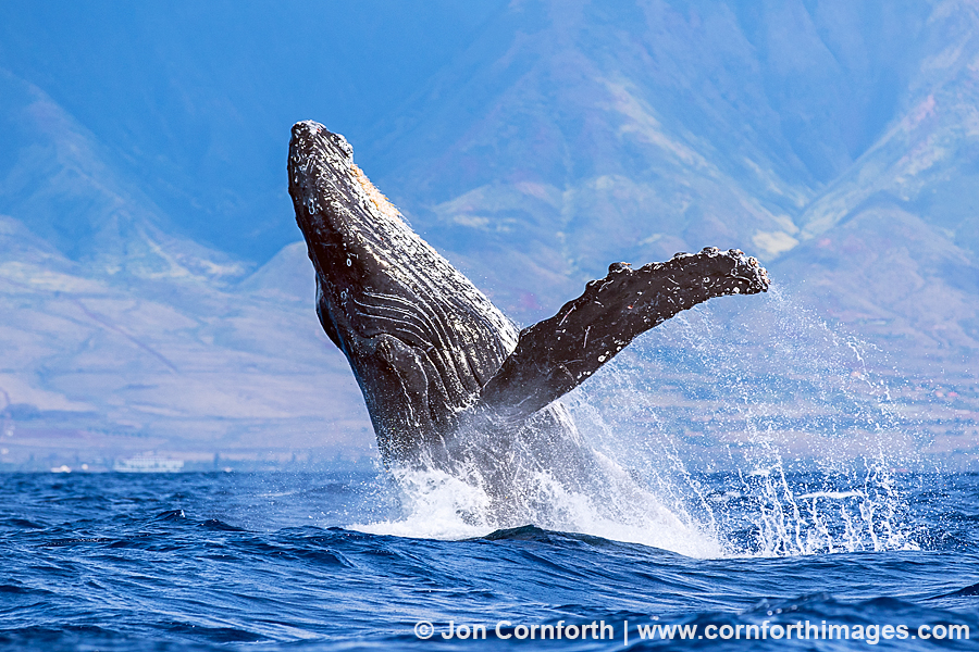 Humpback Whale Breach 258