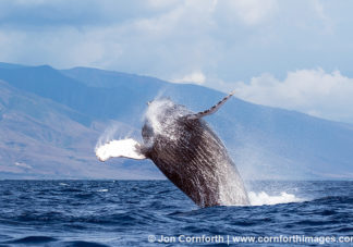 Humpback Whale Breach 259