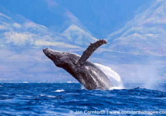 Humpback Whale Breach 260