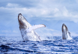 Humpback Whales Double Breach 2