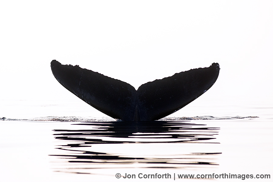Lanai Humpback Whale Tail 1