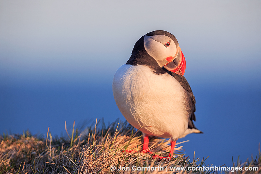 Latrabjarg Atlantic Puffin 14