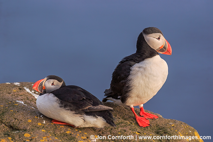 Latrabjarg Atlantic Puffin 55