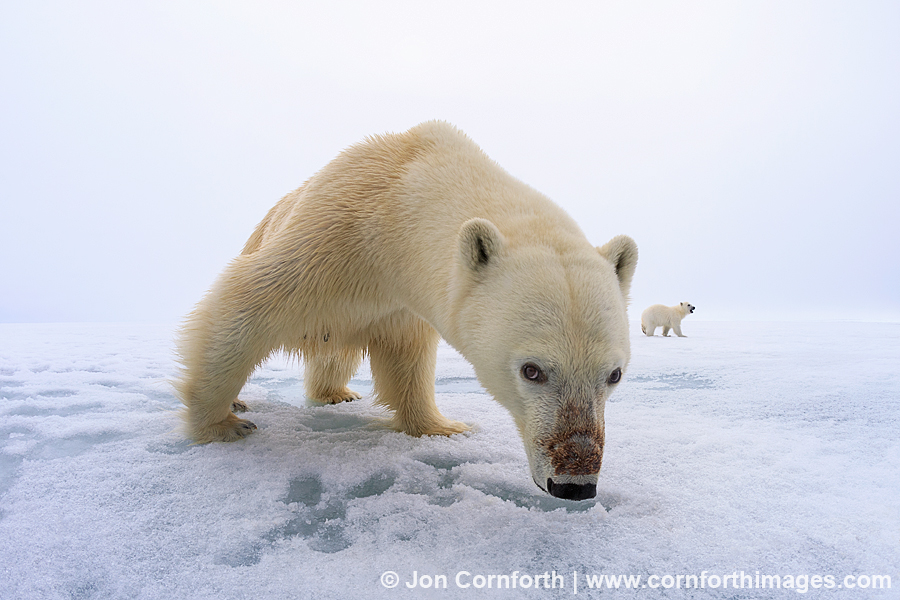 Brennevinsfjorden Polar Bear 1